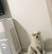 流浪狗狗被救回家,担心自己弄脏了屋子,只敢坐在角落里让人心疼 流浪狗狗被救回家,担心自己弄脏了屋子,只敢坐在角落里让人心疼