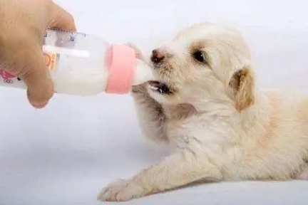 幼犬怎么喂食 幼犬怎么喂食
