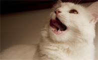 小猫叫声很小很沙哑