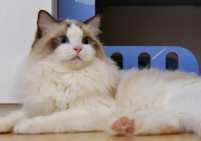 布偶猫能长到多少斤 布偶猫能长到多少斤