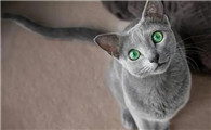 新手适合养的猫