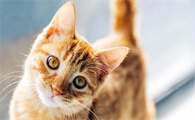 阴阳脸的猫有什么兆头
