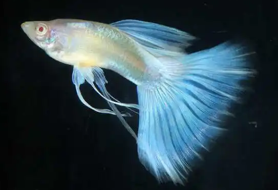 孔雀鱼怎么养