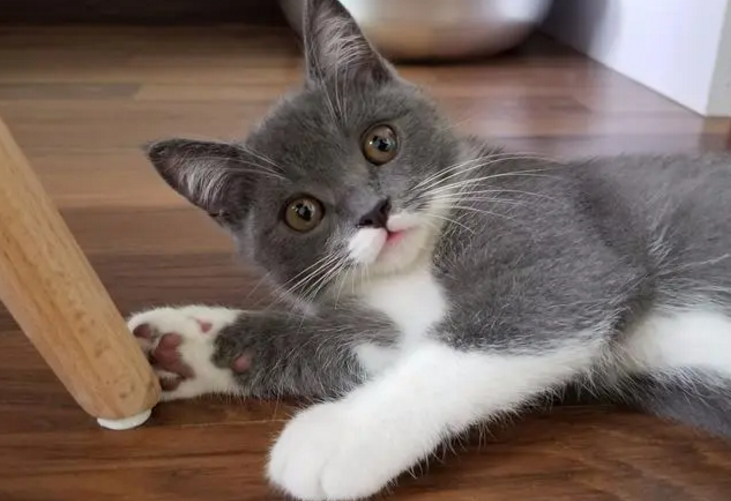 十大适合家养的猫价格