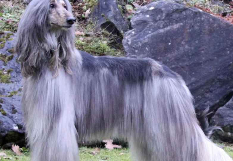 阿富汗猎犬特点 宠物中的各种排名