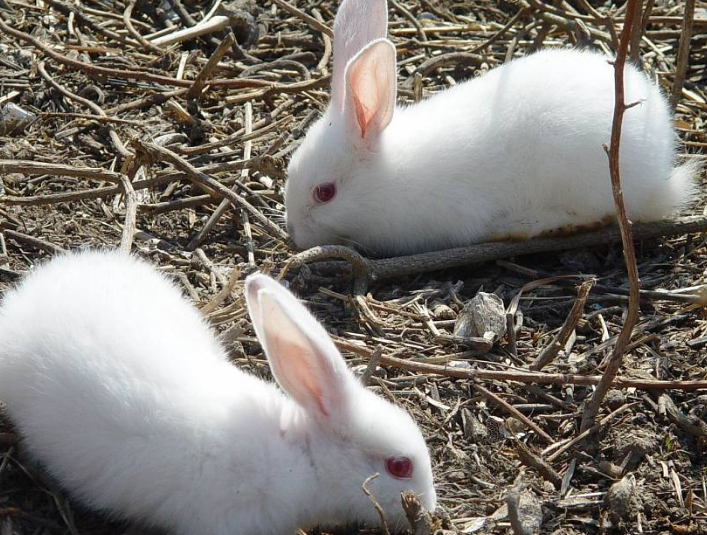 兔子叫声吸引兔子 兔子叫声吸引兔子