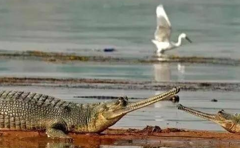 恒河鳄好养吗
