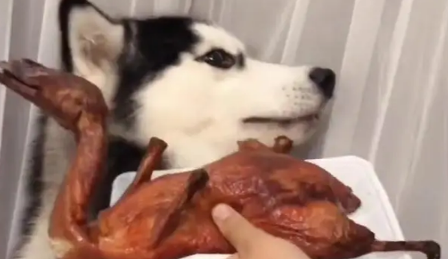 主人让三只狗狗蒙眼选食物,二哈竟选择吃苦瓜,口味果然很奇葩 主人让三只狗狗蒙眼选食物,二哈竟选择吃苦瓜,口味果然很奇葩