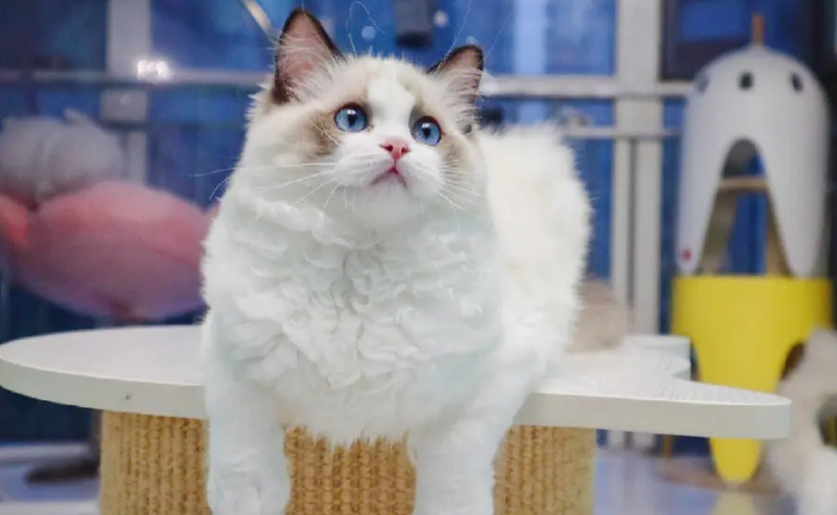海豹重点手套布偶猫 海豹重点手套布偶猫