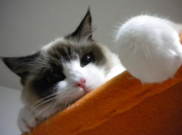 引诱小猫出来的叫声 引诱小猫出来的叫声