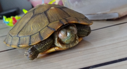 乌龟眼睛睁不开怎么办又不吃东西 乌龟眼睛睁不开怎么办又不吃东西