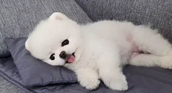 博美犬太可爱了，为了出去遛弯对着宠主撒娇，看得我心都萌化了！