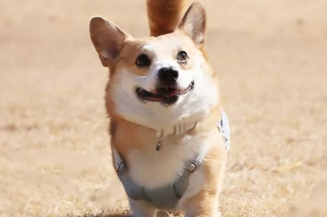 柯基不是纯种有什么坏处 柯基不是纯种有什么坏处