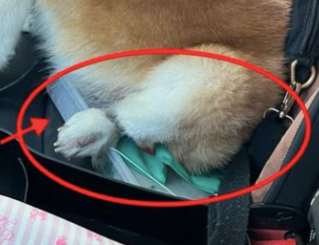 便当不见了,直到妹子看到柴犬屁股下面压着的一坨:加料了? 便当不见了,直到妹子看到柴犬屁股下面压着的一坨:加料了?