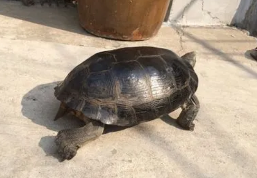 庙龟为什么叫镇宅龟 庙龟为什么叫镇宅龟