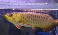 银龙鱼能不能吃有毒吗