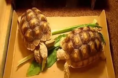 买一只苏卡达会坐牢吗