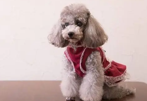 贵宾犬怎么训练站着走路?掌握好这几个要点 贵宾犬怎么训练站着走路?掌握好这几个要点