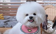 适合家养的小型犬