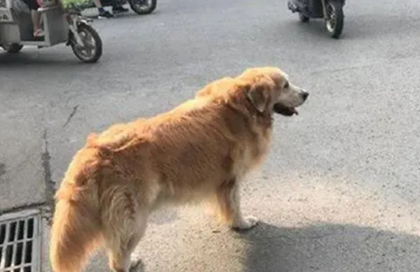 浙江嘉兴:狗未拴绳被撞死,狗主人怀恨在心戳破宝马四个轮胎 浙江嘉兴:狗未拴绳被撞死,狗主人怀恨在心戳破宝马四个轮胎