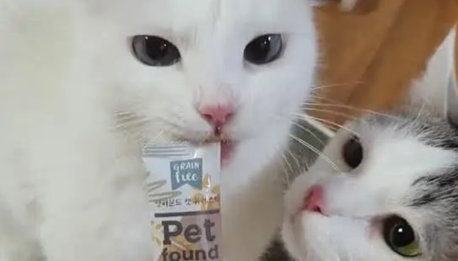 两只猫抢食物吃，接下来的动作令人笑喷，猫：哎，咬到我舌头了