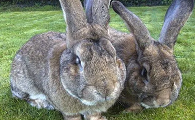 十大最大的兔子品种