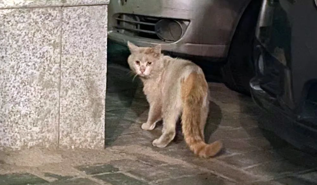 追着人跑的小流浪猫,满脸泥巴相貌丑陋,养了一个月后,这也太美了吧 追着人跑的小流浪猫,满脸泥巴相貌丑陋,养了一个月后,这也太美了吧