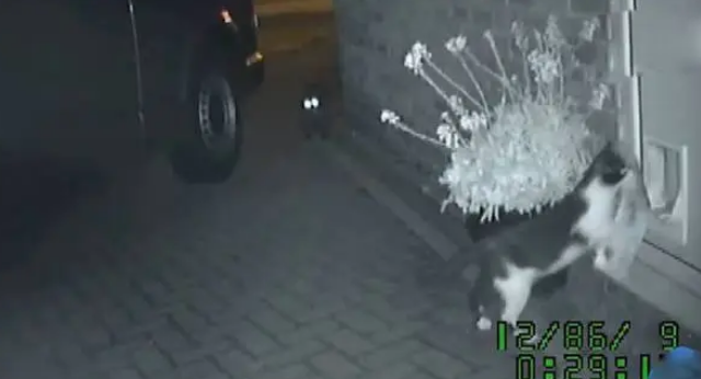 猫咪每天都去偷邻居家的东西,现在家里全是赃物,该不该举报它 猫咪每天都去偷邻居家的东西,现在家里全是赃物,该不该举报它