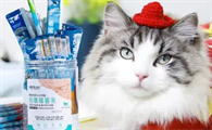 猫伢狗伢喵酱条怎么样