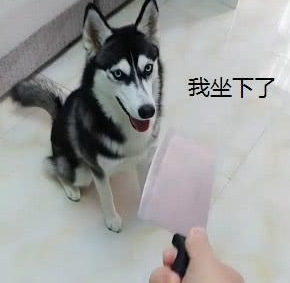 哈士奇把牙膏当营养膏,啃坏了十瓶牙膏之后,主人:晚上炖狗肉汤 哈士奇把牙膏当营养膏,啃坏了十瓶牙膏之后,主人:晚上炖狗肉汤