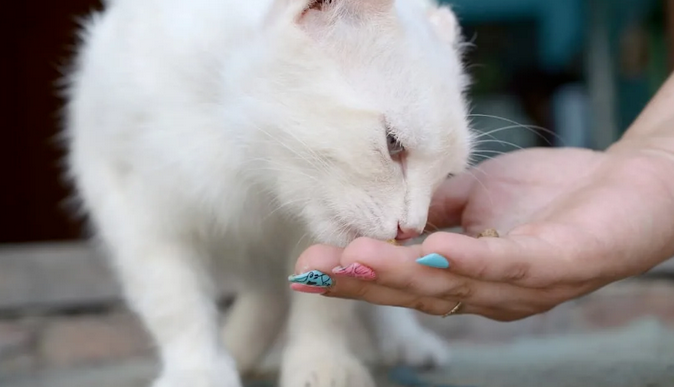流浪猫能帮忙找回丢失的家猫?真的假的? 流浪猫能帮忙找回丢失的家猫?真的假的?