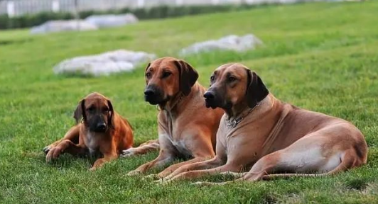 “这里有条狗”——罗得西亚脊背犬