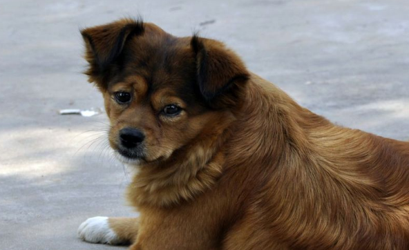 流浪犬只收容力量有限,犬只登记存在观望情况 流浪犬只收容力量有限,犬只登记存在观望情况