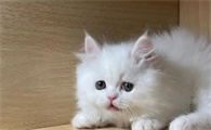 怎么看猫是否怀孕图解