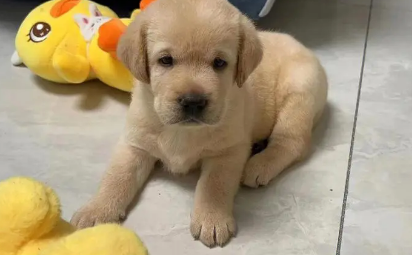 幼犬得了冠状能不能自愈恢复 幼犬得了冠状能不能自愈恢复