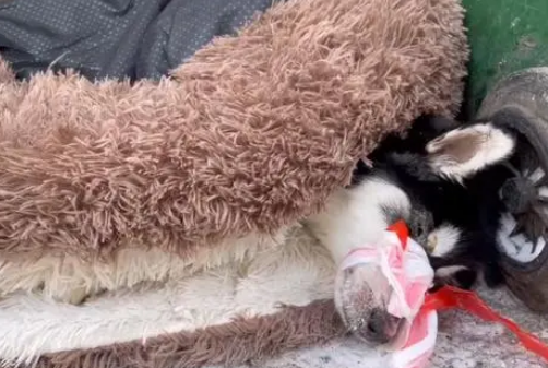 黑龙江:犬瘟后期的二哈被绑上嘴,扔在垃圾桶旁,狗狗:我想活着 黑龙江:犬瘟后期的二哈被绑上嘴,扔在垃圾桶旁,狗狗:我想活着