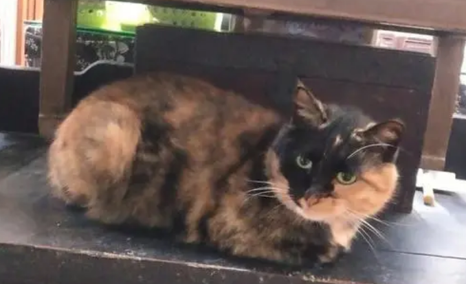 玳瑁猫是被遗弃最多的猫？对繁育人来说可是宝贝