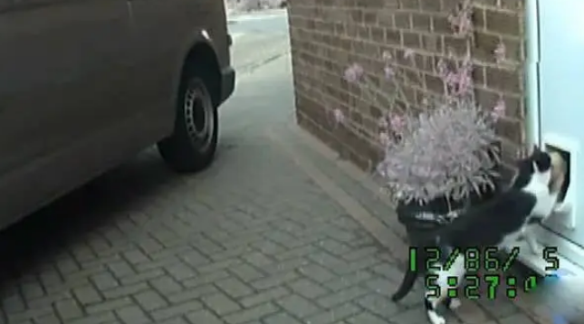 猫咪每天都去偷邻居家的东西,现在家里全是赃物,该不该举报它 猫咪每天都去偷邻居家的东西,现在家里全是赃物,该不该举报它