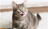 怎么让猫咪胃口大开