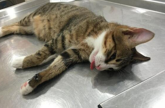 一个蛋的猫绝育多少钱