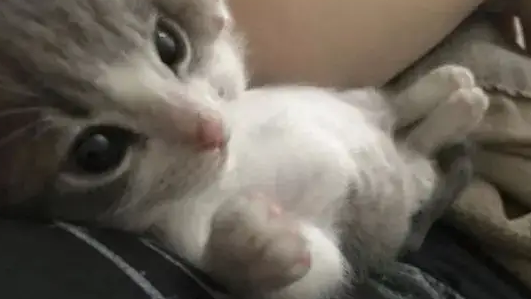 一个女人救了一只丢在路边的小猫,却因此改变了她的生活 一个女人救了一只丢在路边的小猫,却因此改变了她的生活
