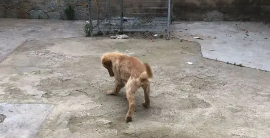 金毛很少出去玩,在家玩的也很好,经常看到它自娱自乐 金毛很少出去玩,在家玩的也很好,经常看到它自娱自乐