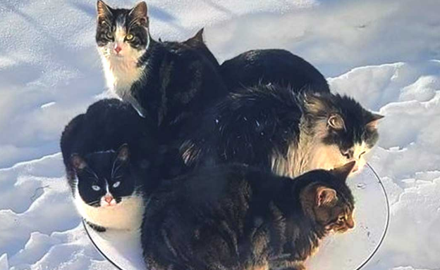 卫星锅成猫咪取暖器,猫是暖和了,网速慢得让人抓狂 卫星锅成猫咪取暖器,猫是暖和了,网速慢得让人抓狂