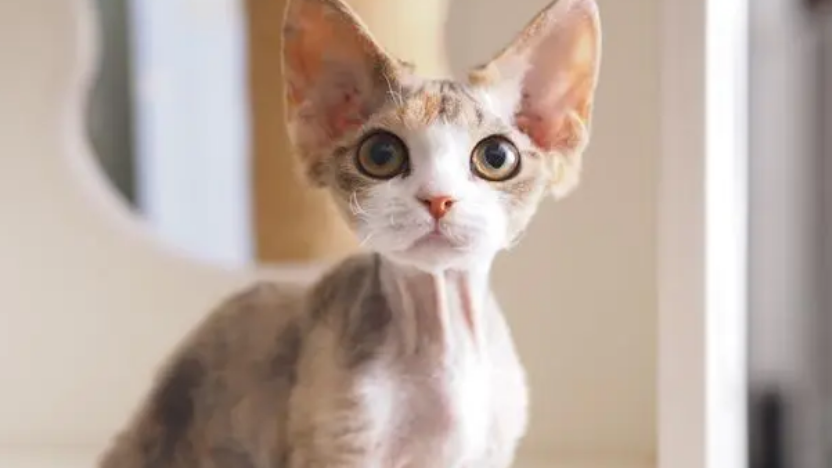 德文卷毛猫爱生病吗 德文卷毛猫爱生病吗