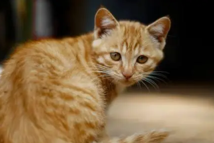 怎么判断小猫多大了 怎么判断小猫多大了