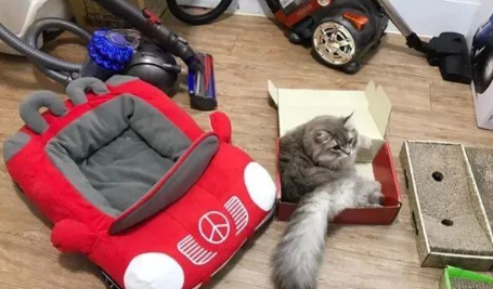 网友家的猫放着豪华猫窝不睡,喜欢跑去厕所cos毛巾,笑不活了! 网友家的猫放着豪华猫窝不睡,喜欢跑去厕所cos毛巾,笑不活了!