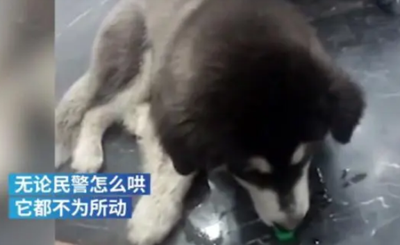流浪阿拉斯加银行蹭空调不肯走,民警一句话乖乖上警车 流浪阿拉斯加银行蹭空调不肯走,民警一句话乖乖上警车