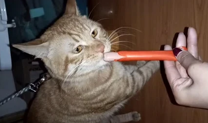小猫咪可以吃火腿肠吗