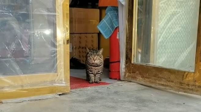 13岁狸花猫因睡姿妖娆走红,可没想到,它背后竟有如此励志的故事 13岁狸花猫因睡姿妖娆走红,可没想到,它背后竟有如此励志的故事
