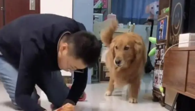 主人拿着火腿肠装死测试金毛和二哈,结果二哈差点把他给气死 主人拿着火腿肠装死测试金毛和二哈,结果二哈差点把他给气死